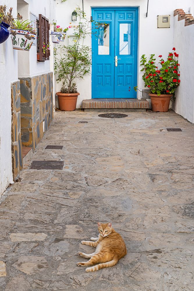 Casares, Malaga, Andalusia, Spain. A tabby cat resting in an alley of a Spanish village.